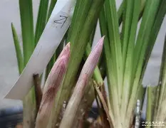b站bv1kj411q77x置顶答案-九游体育官网
